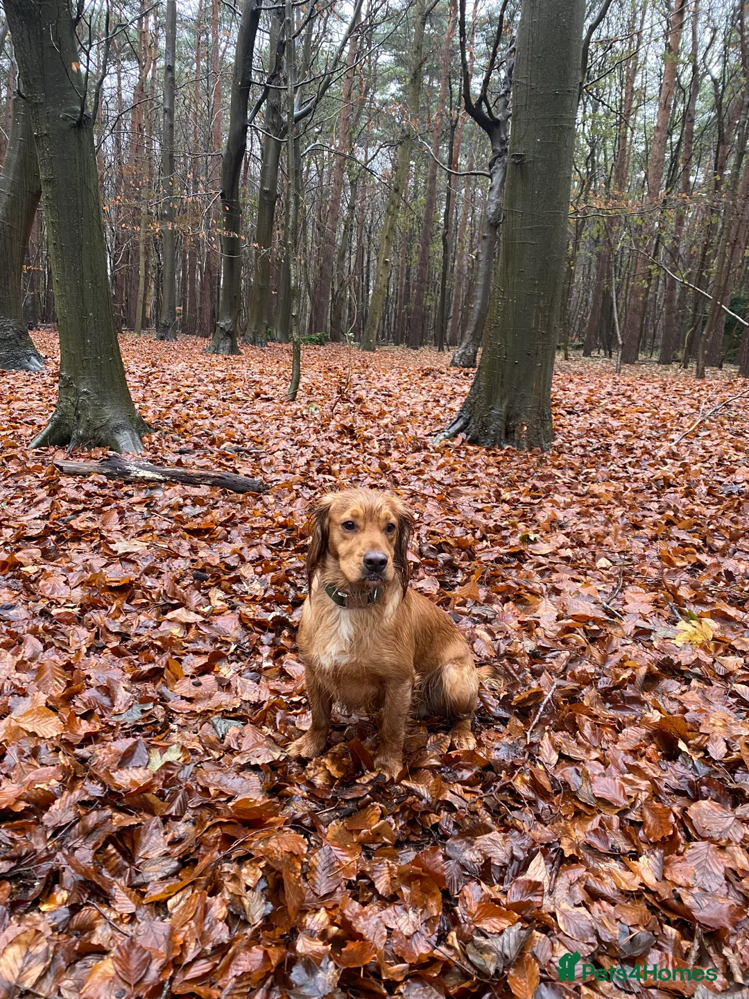 Cocker Spaniel dogs for stud: Stunning Deep Red Working Cocker Spaniel at Stud in Diss - Advert 8