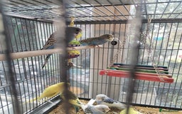 Budgerigars birds for sale: Beautiful baby budgies  - Image 3