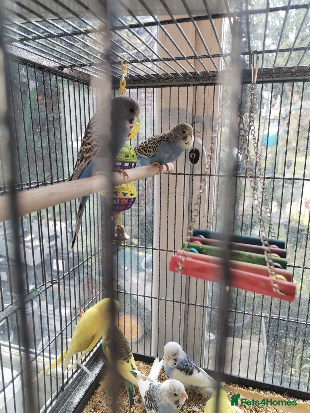 Budgerigars birds for sale: Beautiful baby budgies  - Image 3