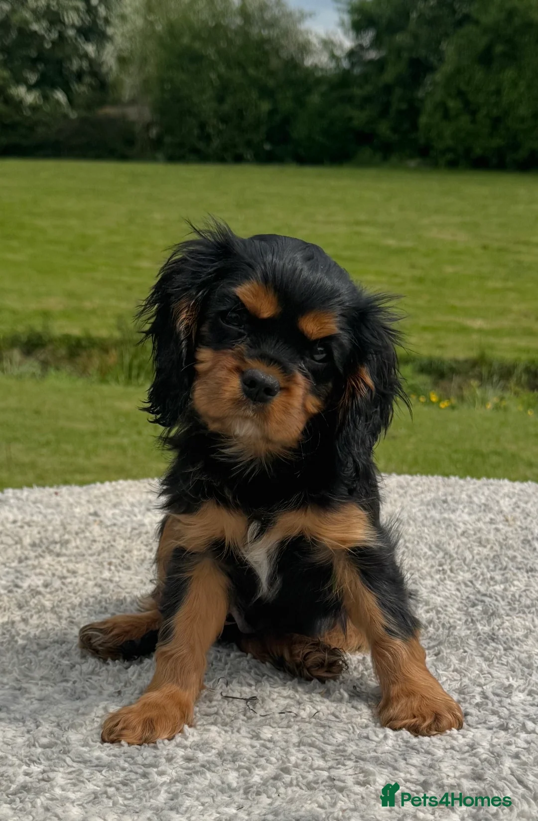 Cavalier King Charles Spaniel dogs for sale: Healthy DNA clear affectionate cuddly pups - Advert 1