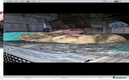 Guinea Pig rodents for sale: 2 fluffy texel crosses baby boys bonded - Image 1