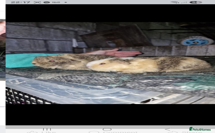 Guinea Pig rodents - Advert 2