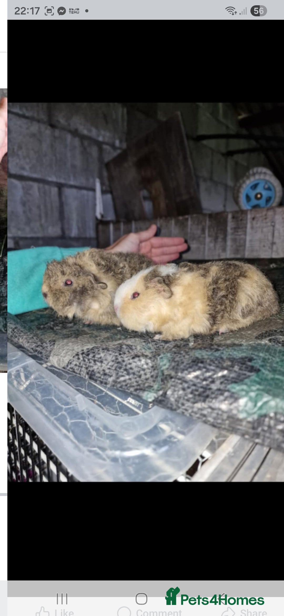 Guinea Pig rodents for sale: 2 fluffy texel crosses baby boys bonded - Image 1