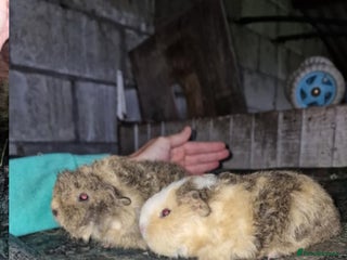 Guinea Pig rodents - Advert 3