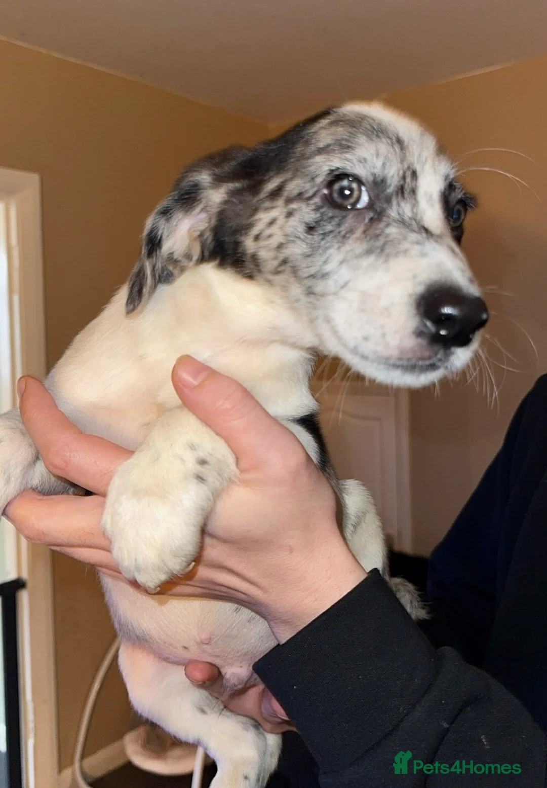 Mixed Breed dogs for sale: 4 Sprollies LEFT 🩶 - Advert 4