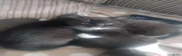 British Longhair cats for sale: Beautiful black and white kittens  in Tunbridge Wells - Advert 6
