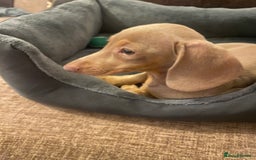 Dachshund dogs for sale: Female miniature dachshund  - Advert 1