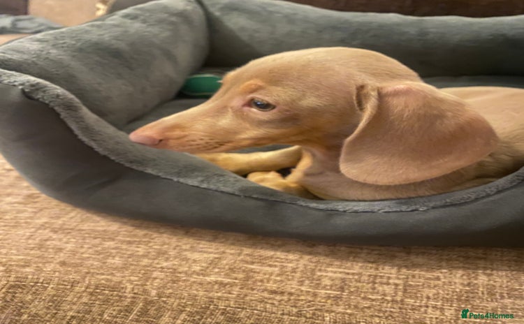 Dachshund dogs Female miniature dachshund  - Advert 1