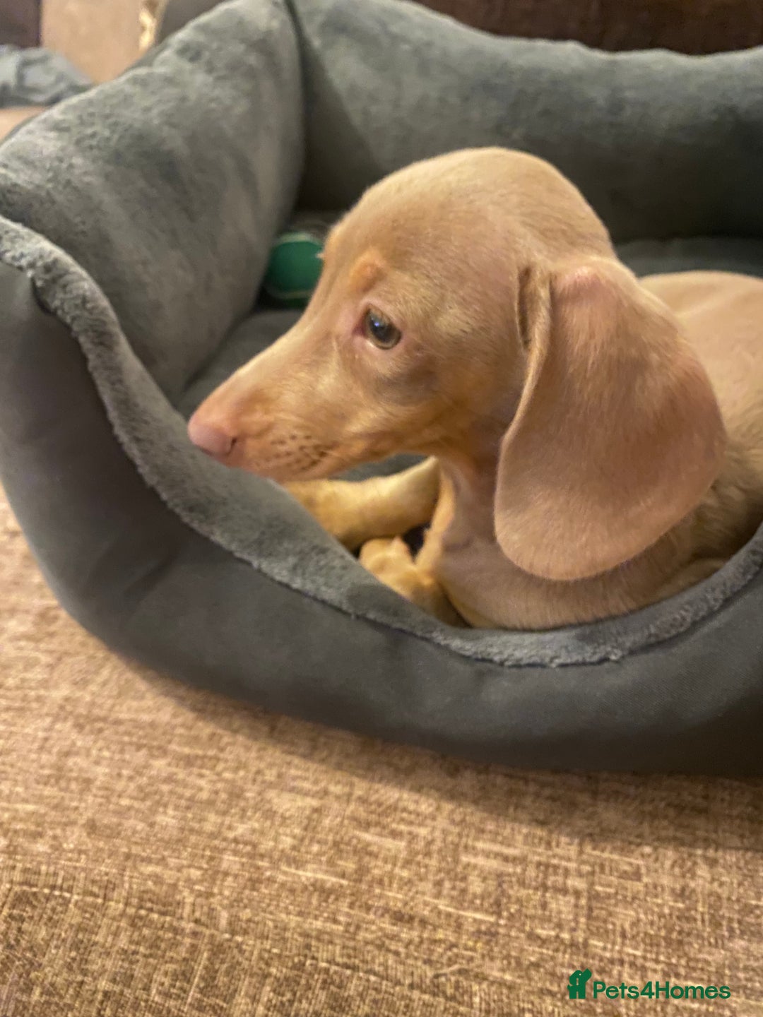 Dachshund dogs for sale: Female miniature dachshund  - Advert 1