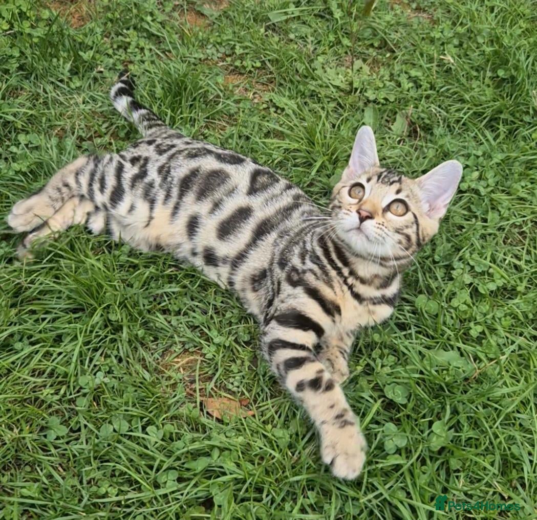Bengal cats for sale: 🥰 2 Gorgeous Bengal Kittens  TICA registered 🥰🫶 - Advert 2