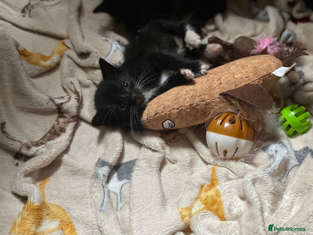 British Longhair cats for sale: Honey’s Kittens!  - Image 5