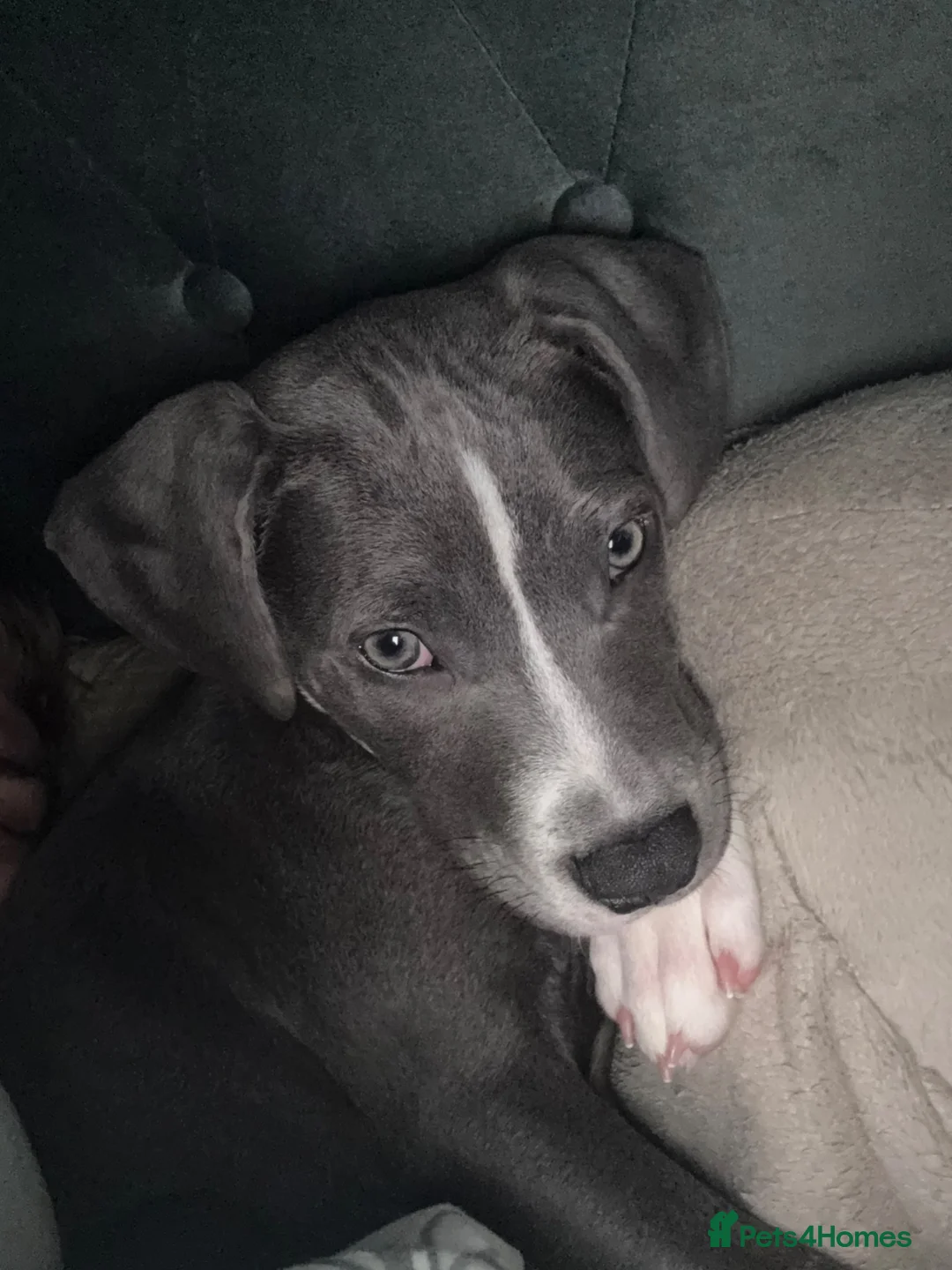Staffordshire Bull Terrier dogs for sale: 6 month old Staffy  in Nottingham - Advert 6