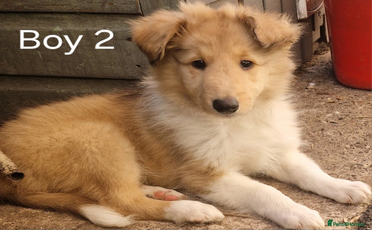 Mixed Breed dogs - Advert 14