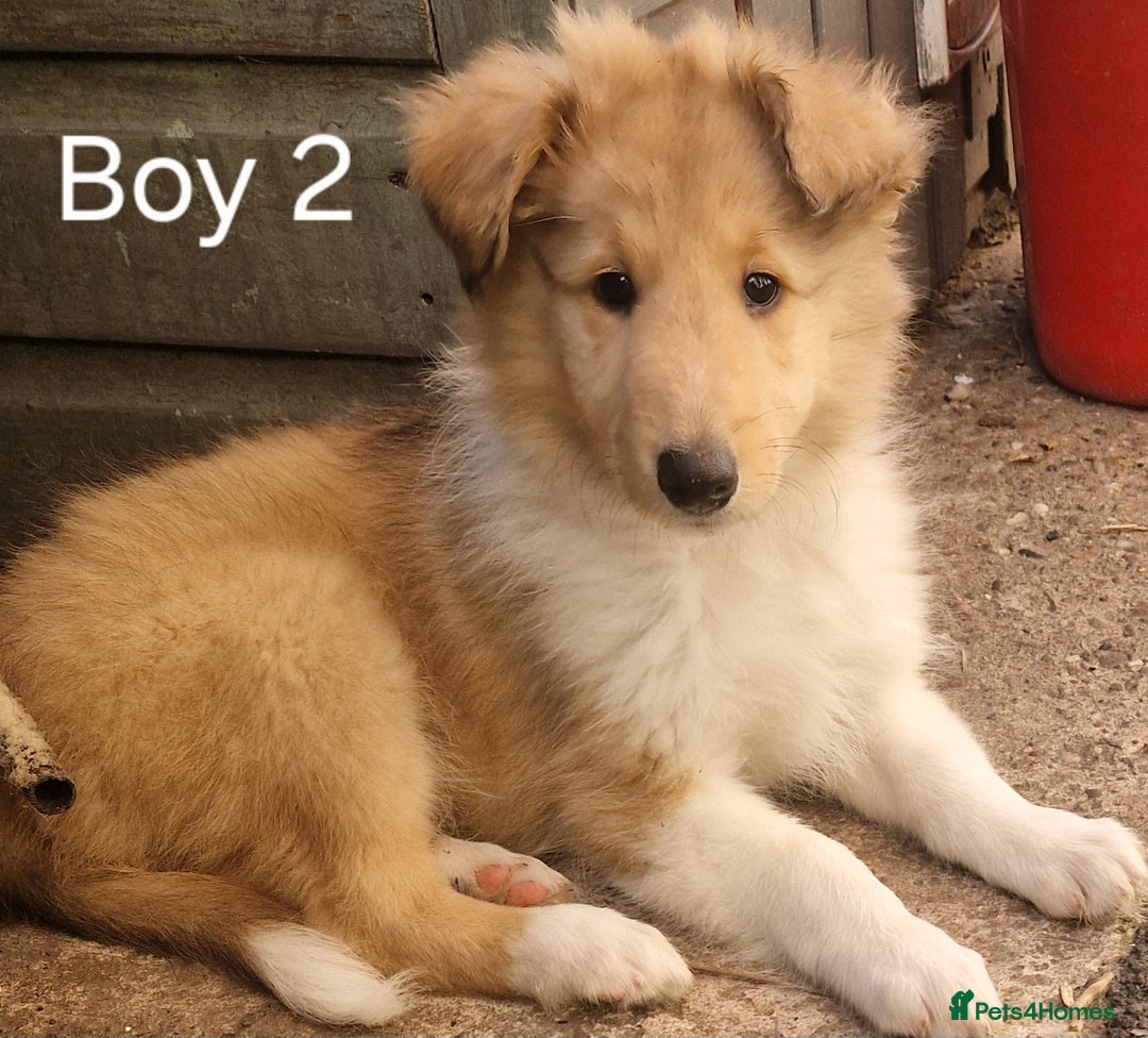 Mixed Breed dogs for sale: Beautiful three quarter Rough collie puppies  - Image 1