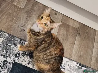 Mixed Breed cats Butiful cat - Advert 2