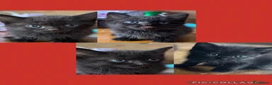 Mixed Breed 2
