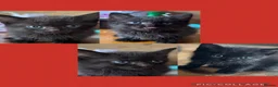 Mixed Breed cats for sale: MALE KITTENS (honest add please read)  - Advert 3