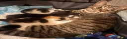 Mixed Breed cats for sale: 3 beautiful kittens ❤️ in Birkenhead - Advert 4