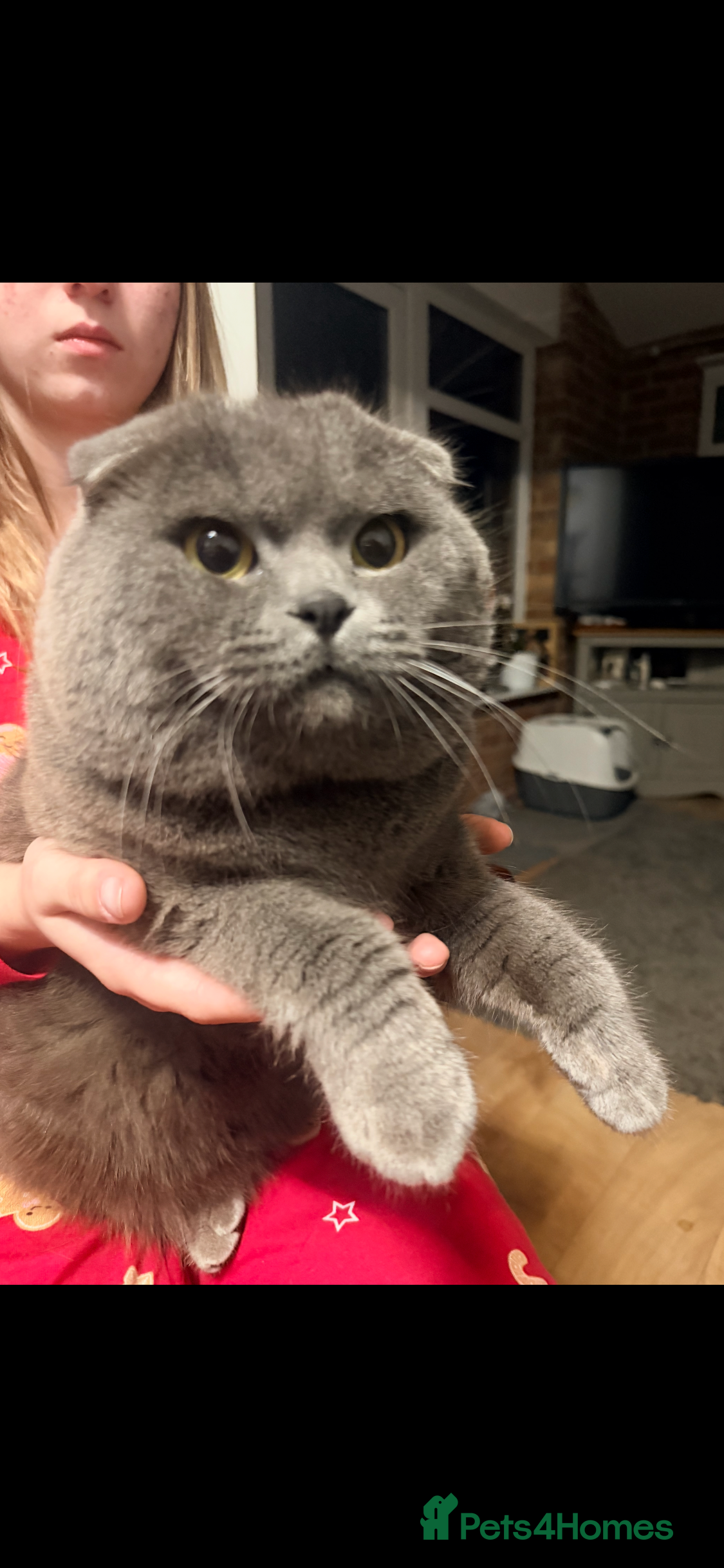 Scottish Fold cats 😘Luxury Scottish fold - Advert 2