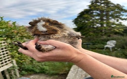 Guinea Pig rodents for sale: Stunning baby guinea pigs  - Image 9