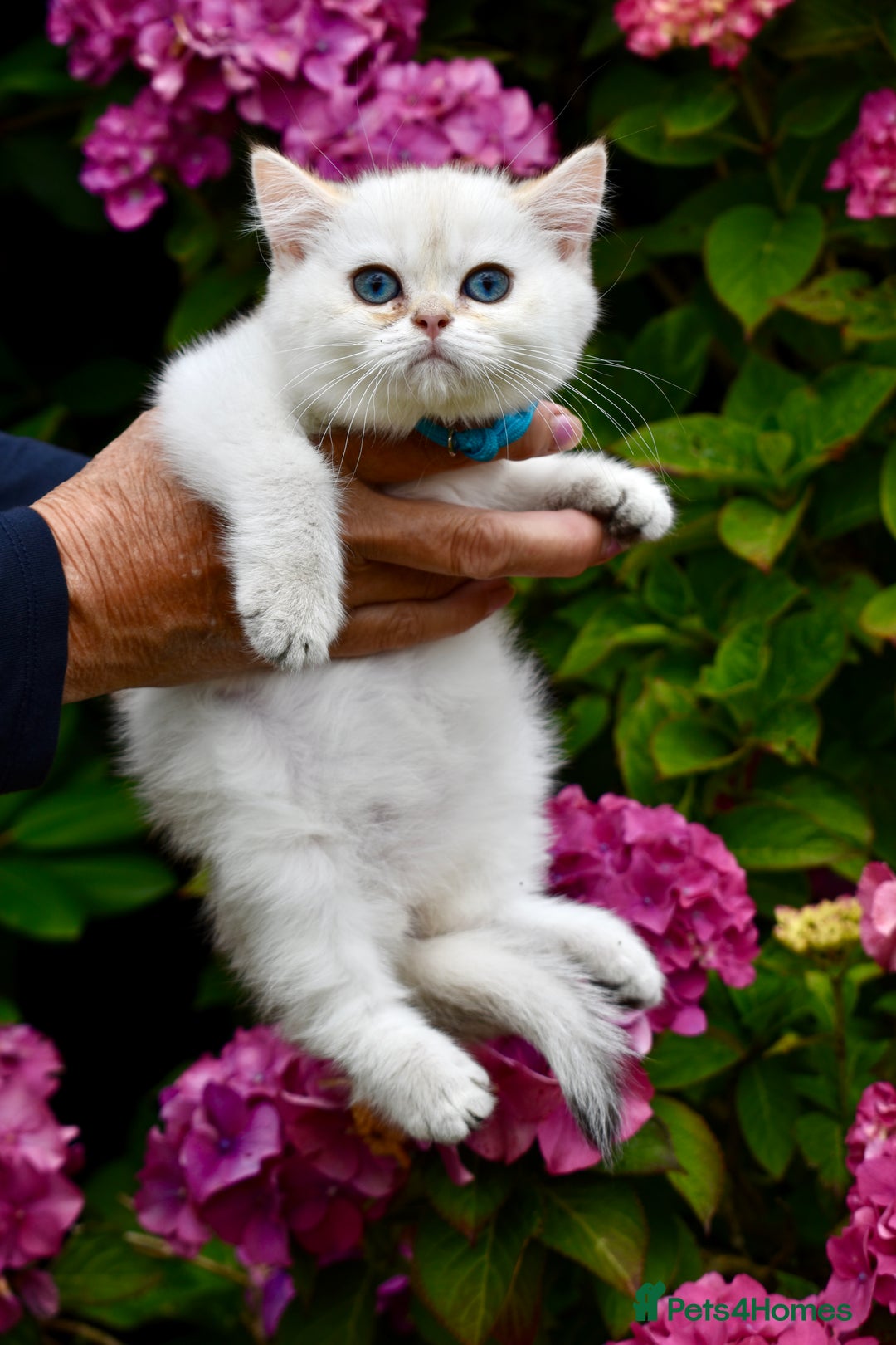 British Shorthair cats for sale: Champion sired Golden Colourpoint Kittens  - Image 37