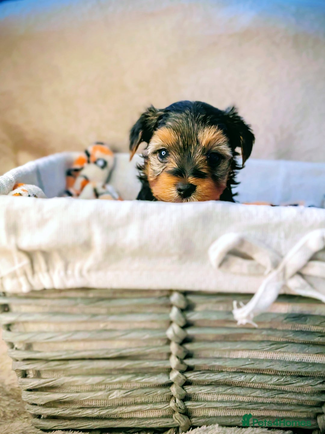 Yorkshire Terrier dogs for sale: 7 male Yorkshire terriers ready to leave.  - Image 36