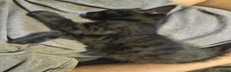 Mixed Breed cats for sale: One extremely lovable boy  - Advert 2