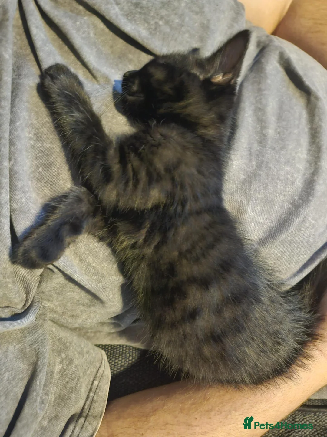 Mixed Breed cats for sale: One extremely lovable boy  - Advert 2