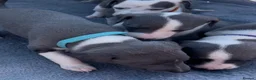 Whippet dogs for sale: Beautiful Blue & White Whippet Puppies - Advert 2