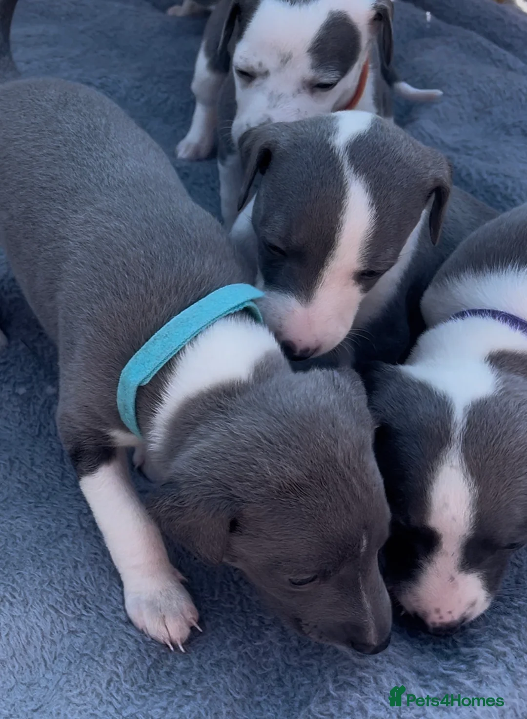 Whippet dogs for sale: Beautiful Blue & White Whippet Puppies - Advert 2