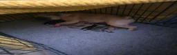 French Bulldog dogs for sale: FRENCH BULLDOG PUPPIES  - Advert 3