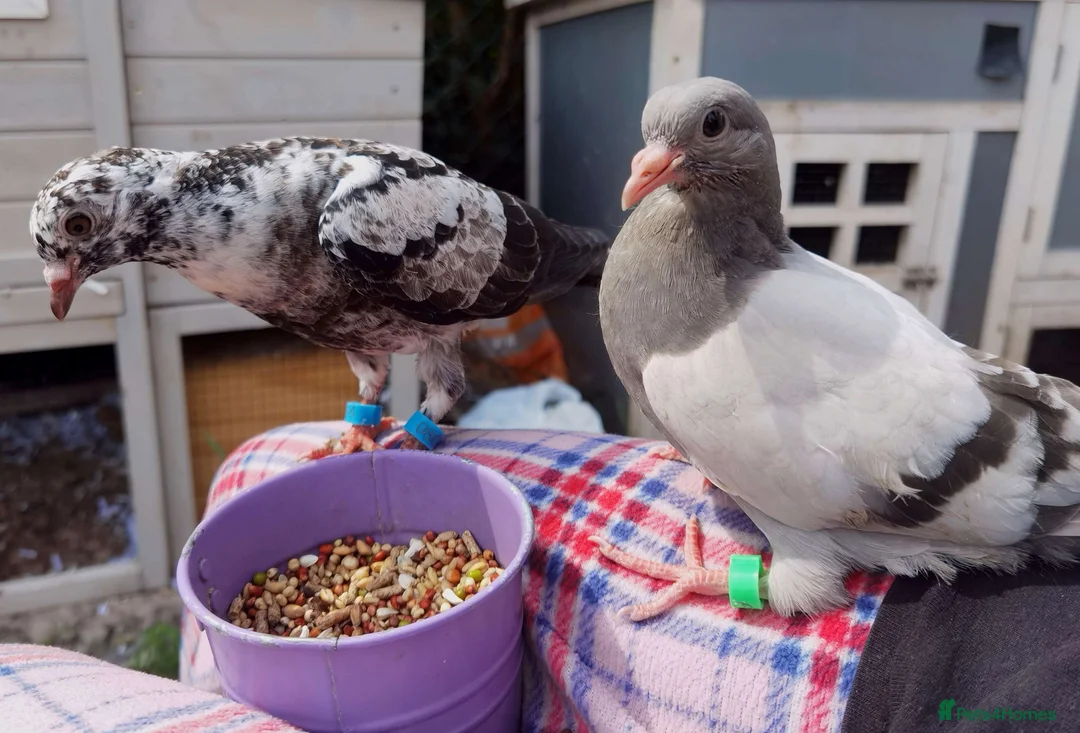 Pigeons birds for sale: Pigeons [Semi Hand-Raised] - Fancy & Racing Breeds - Advert 1