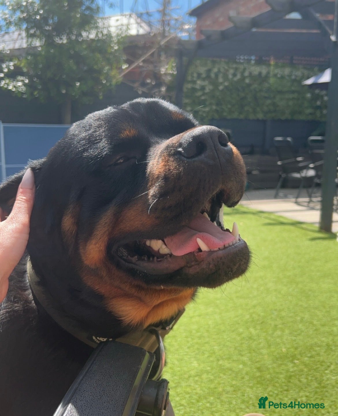 Rottweiler dogs Rottweiler male - Advert 8