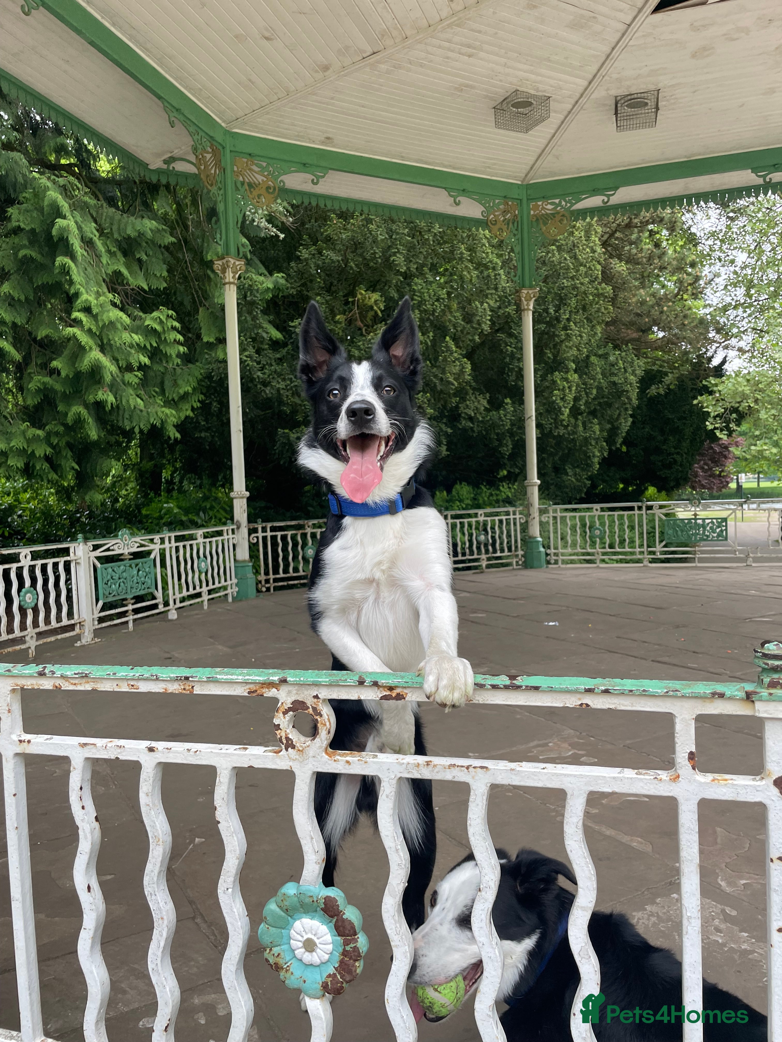 Border Collie dogs Border Collie for stud - Advert 10