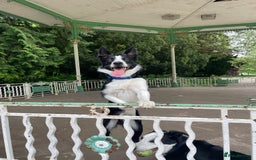 Border Collie dogs for stud: Border Collie for stud - Image 1