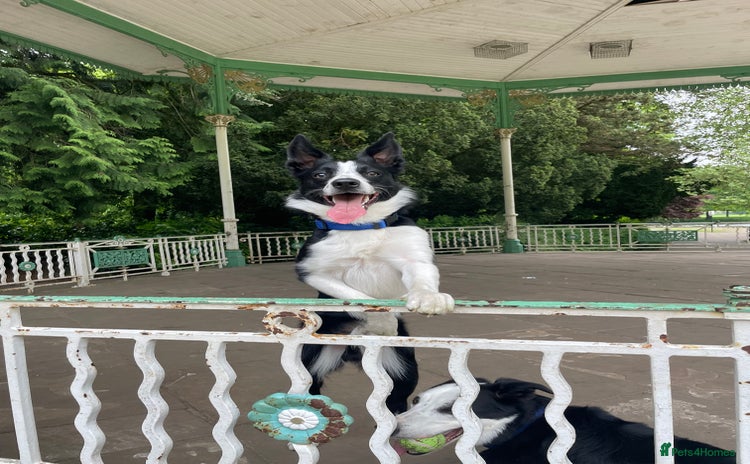 Border Collie dogs - Advert 1