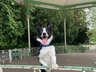 Border Collie dogs - Advert 1