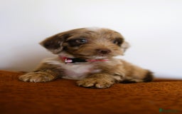 Cockapoo dogs for sale: F1 Merle cockapoos  - Image 6