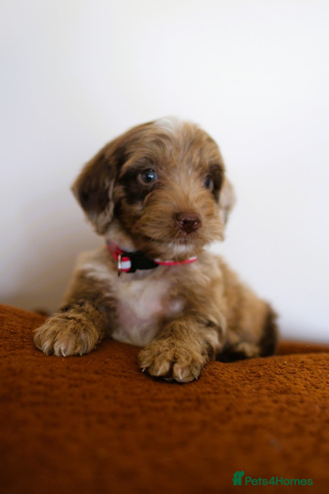 Cockapoo dogs for sale: F1 Merle cockapoos  - Image 6