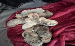 French Bulldog dogs for sale: Litter of mixed colour French bulldog puppies  - Image 1