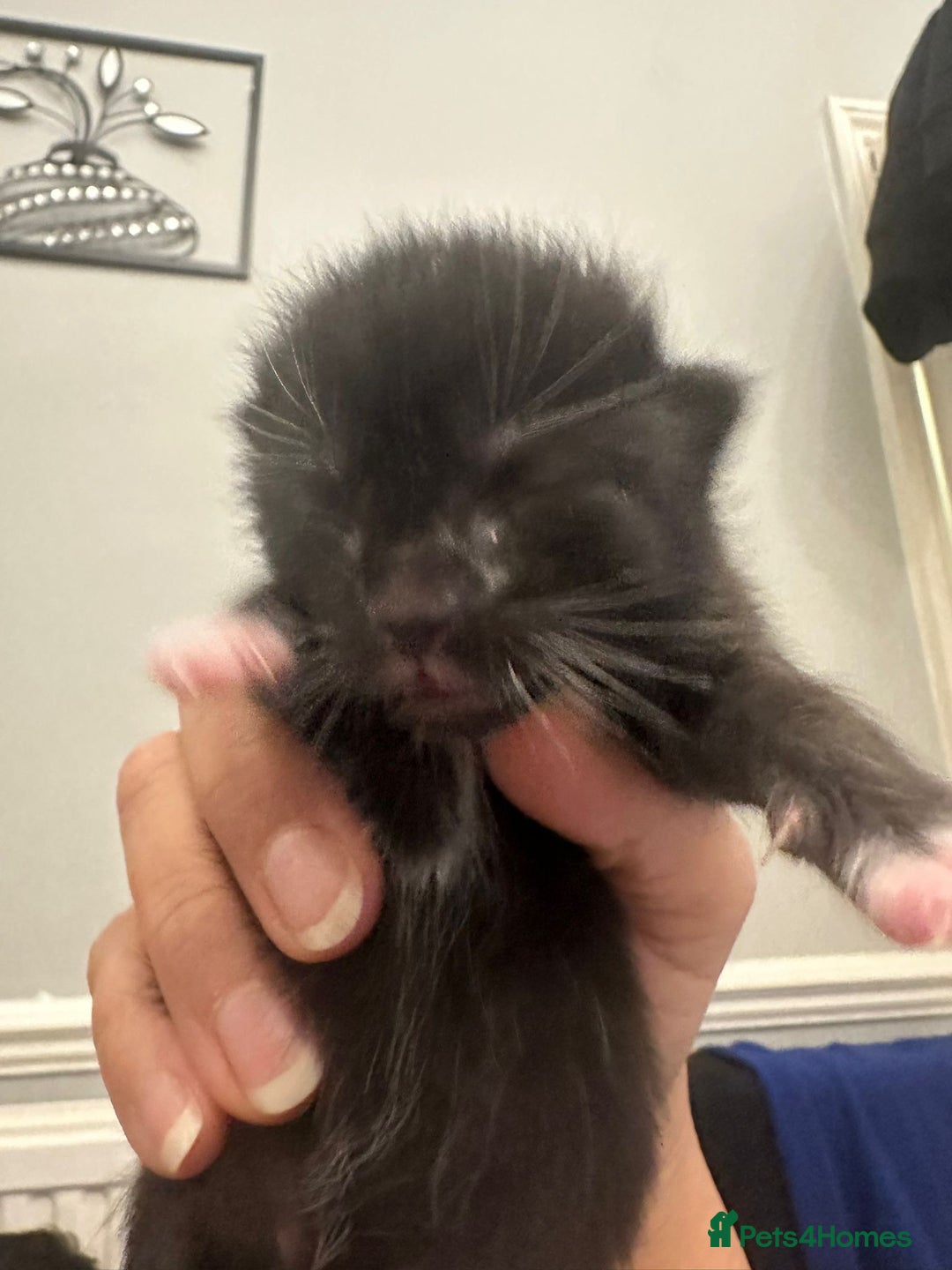 Mixed Breed cats for sale: One boy one girl - Advert 6