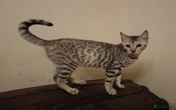 Mixed Breed cats for sale: Bengal Markings Red , Torbie , Silver Rossetted - Image 7