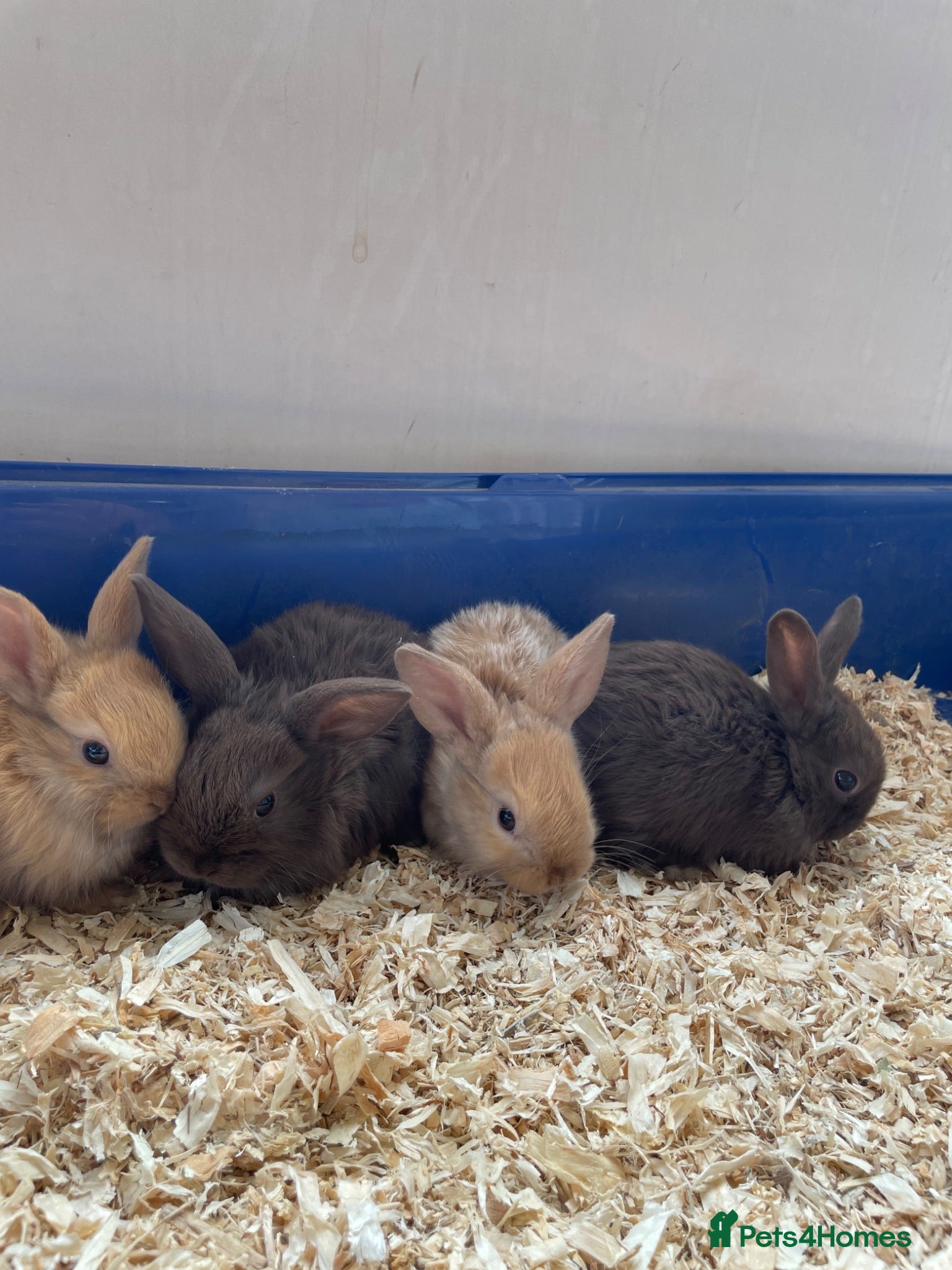 Dwarf Lop rabbits for sale: Mixed litter of dwarf lop bunnies  - Advert 1