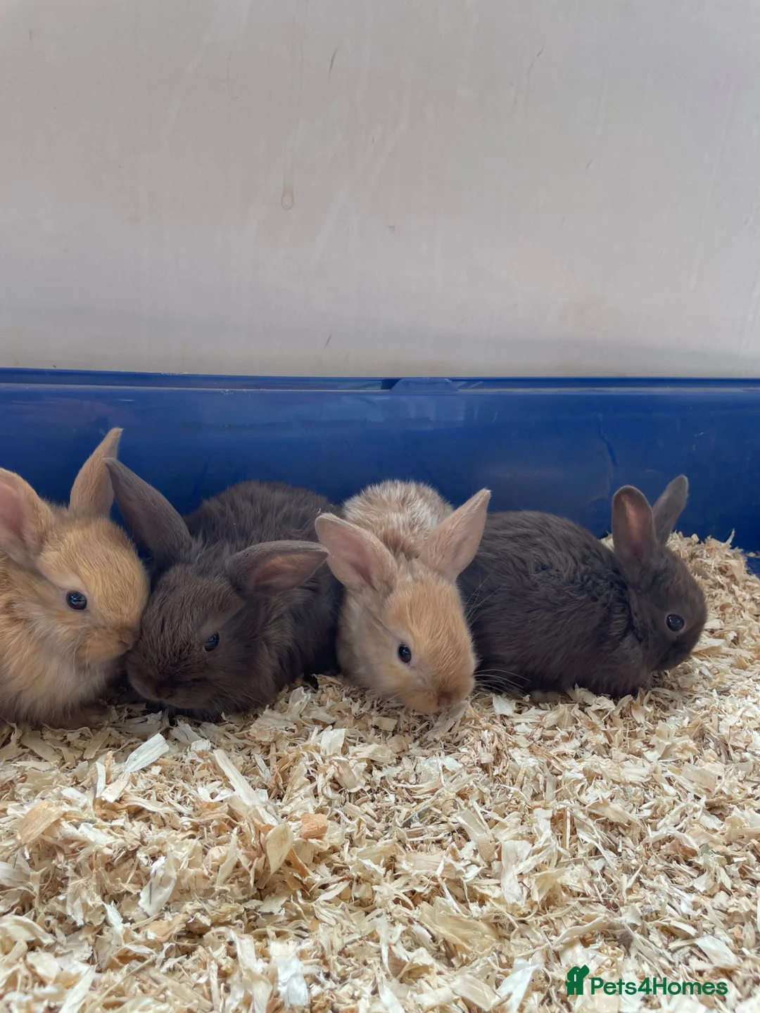 Dwarf Lop rabbits for sale: Mixed litter of dwarf lop bunnies  - Advert 1
