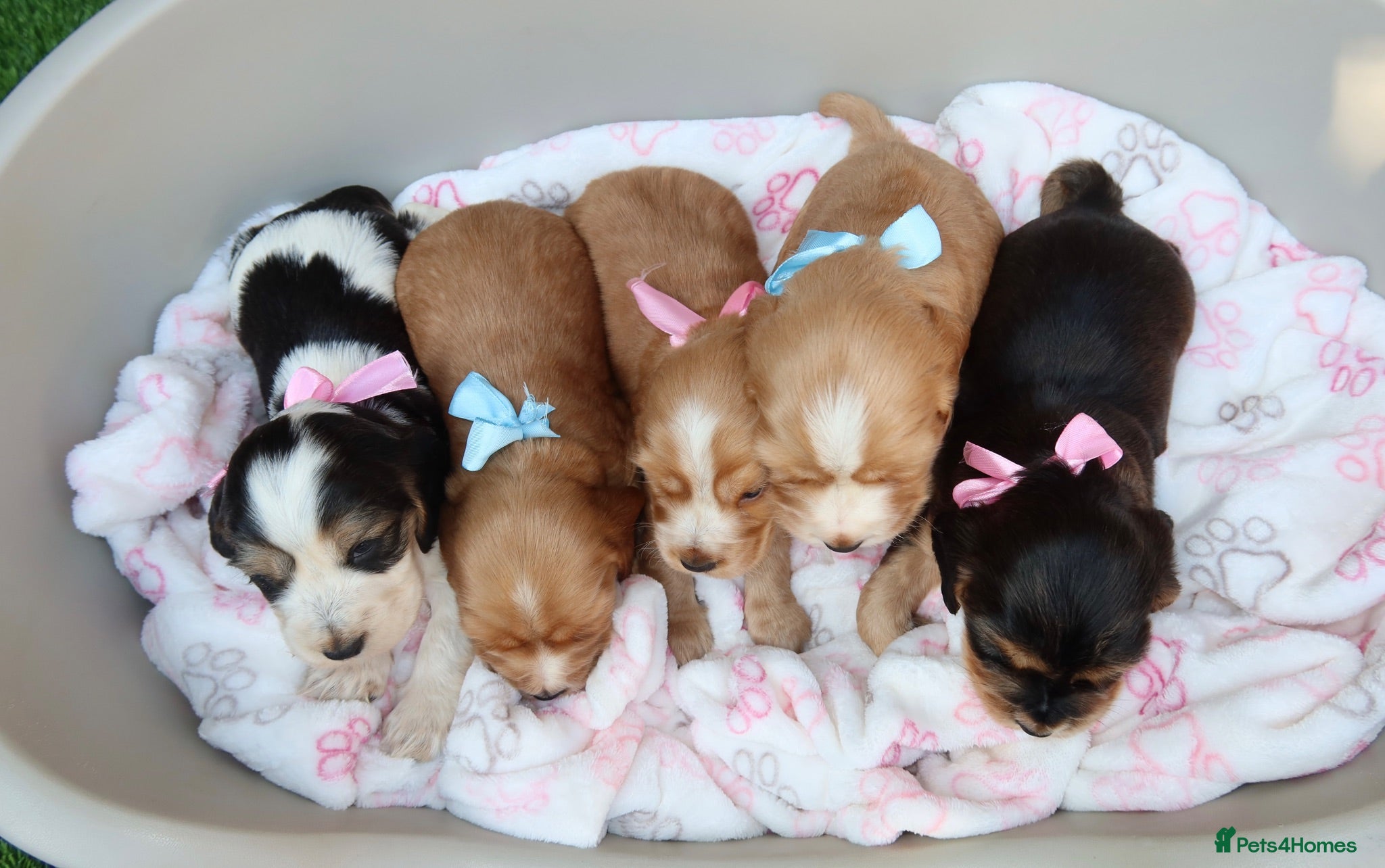 Cocker Spaniel dogs Beautiful show type cocker spaniel puppy’s  - Advert 1