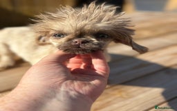 Shih Tzu dogs for sale: Absolutely TINY UNIQUE - Image 1