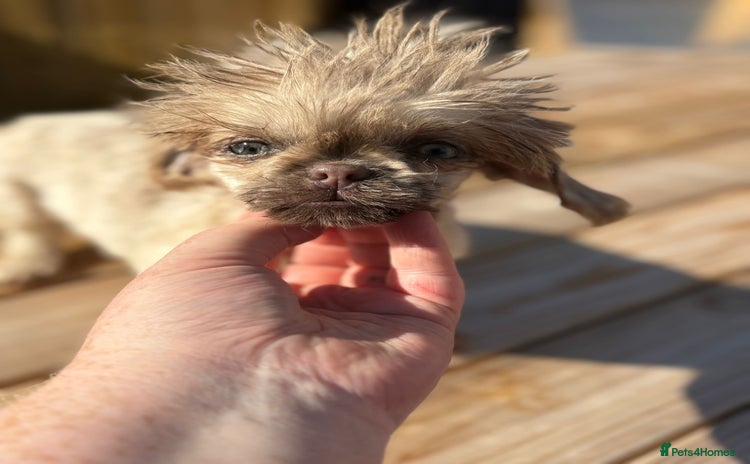 Shih Tzu dogs - Advert 8
