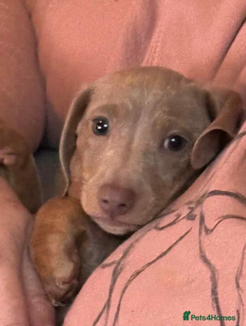 Miniature Dachshund dogs - Advert 3