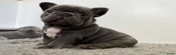 French Bulldog dogs for stud: Absolutely stunning, true to type French bulldog - Advert 8