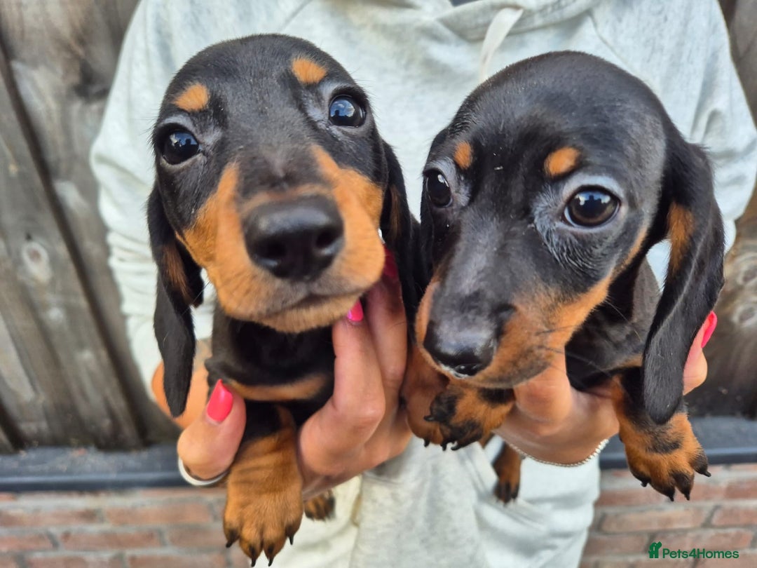 Miniature Dachshund dogs for sale: Miniature smooth dachshund puppies  - Image 12